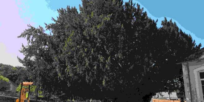 Photographie de l'arbre millénaire de Vigeois