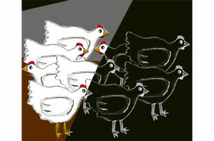 Illustration de poulets en deux groupes distincts, blancs et noirs, représentant les divisions causées par les politiques de biosécurité dans l'élevage aviaire, soulignant les défis des petits éleveurs comme Nacer." Titre : "Division dans l'Élevage: L'Impact des Politiques de Biosécurité