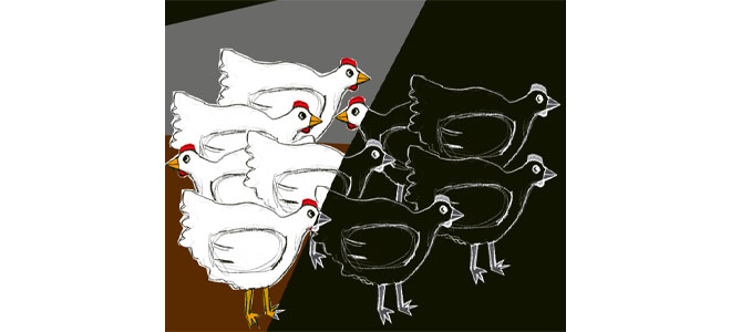 Illustration de poulets en deux groupes distincts, blancs et noirs, représentant les divisions causées par les politiques de biosécurité dans l'élevage aviaire, soulignant les défis des petits éleveurs comme Nacer." Titre : "Division dans l'Élevage: L'Impact des Politiques de Biosécurité