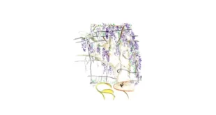 Aquarelle originale pour l'article sur la glycine : grappes de fleurs violettes et feuillage vert grimpant sur une pergola, entourées de volutes dorées et d'une feuille jaune au premier plan, illustrant la beauté envahissante de la plante.