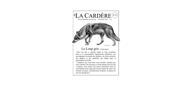 Couverture de la revue naturaliste "La Cardère" – printemps 2024, numéro consacré au loup gris, avec une longue citation de Camus Dupuis sur l'angoisse et le cri du loup. Illustration pour l'article de Pomme Sanne sur le documentaire "La part du loup".
