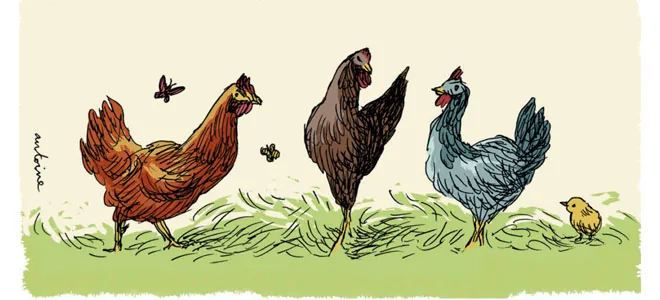 Illustration : des poules de races différentes dans l'herbe