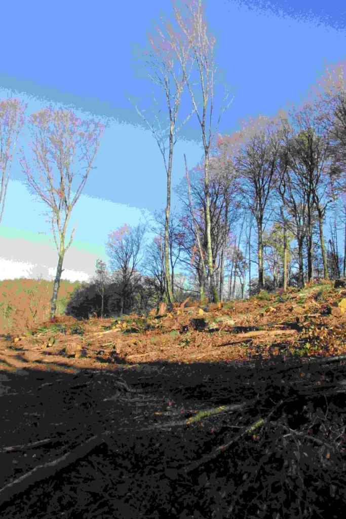 Photographie d'une coupe rase en forêt