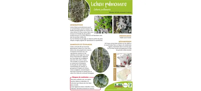 L’infographie « Lichen pulmonaire » : photos, description, habitats et carte de répartition en Corrèze.