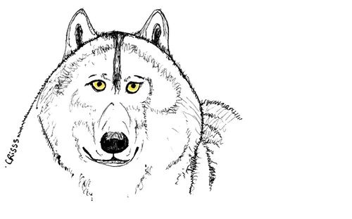 Dessin de Crisss : tête de loup au regard jaune.