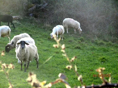 Photo : un troupeau de brebis dans une prairie du plateau de Millevaches.