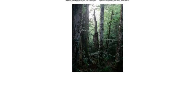 Photographie d'un sous-bois de conifères