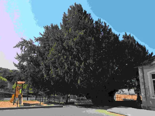 Photographie de l'arbre millénaire de Vigeois