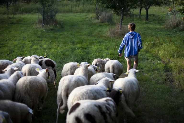Photographie d'un troupeau de brebis et d'un enfant dans un pré