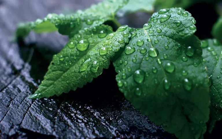 Photographie de feuilles de menthe couvertes de gouttes d'eau
