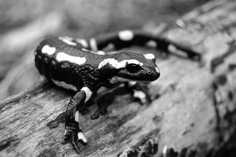 Photographie en noir et blanc d'une salamandre