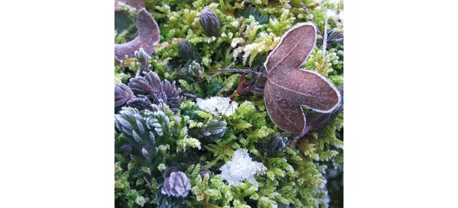 Photo : mousse et feuilles gelées dans la lande