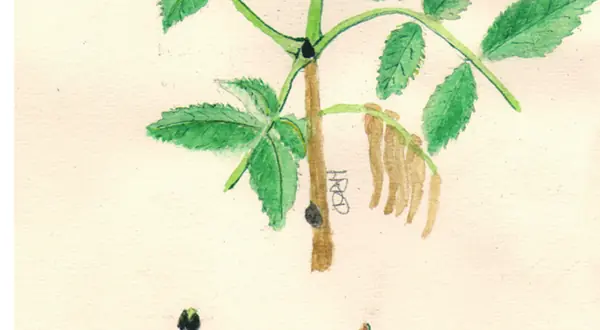 Illustration botanique du frêne (Fraxinus excelsior)