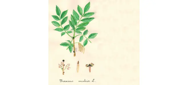 Illustration botanique du frêne (Fraxinus excelsior)