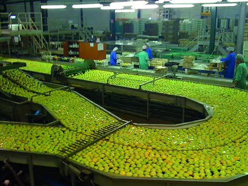 Photo : des pommes acheminées par flottaison dans un canal, à l’usine Perlim