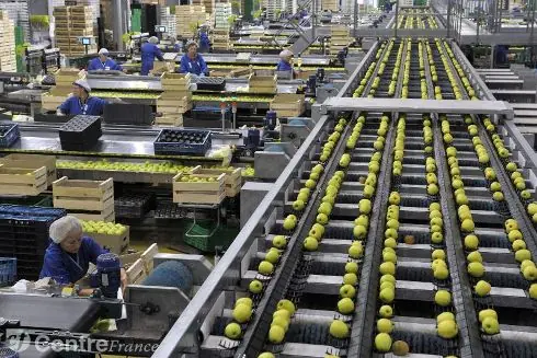Photo : chaîne de tri des pommes dans les installations de Perlim