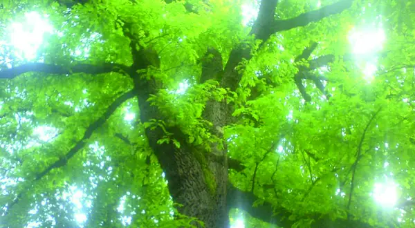 Photo : la canopée d’un arbre vue depuis le sol