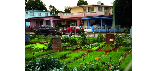 Photo : maisons et jardins potagers à Cuba
