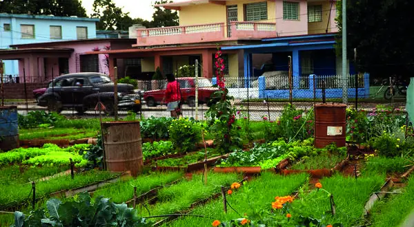 Photo : maisons et jardins potagers à Cuba