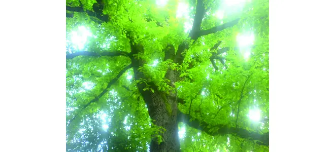 Photo : la canopée d’un arbre vue depuis le sol