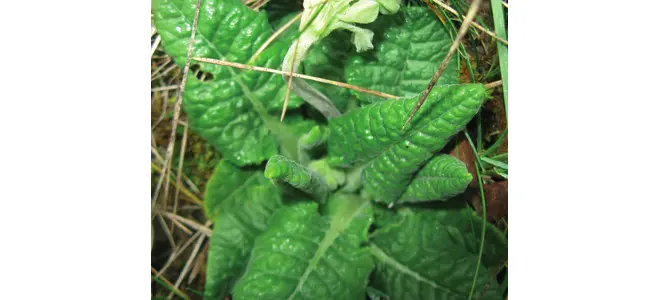 Photo : le lierre terrestre dans le jardin de Pétronille