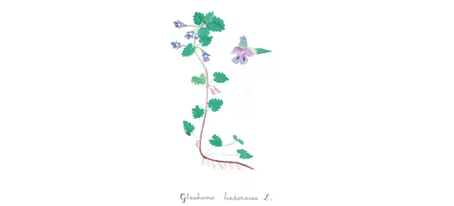 Illustration botanique du lierre terrestre (Glechoma hederacea)
