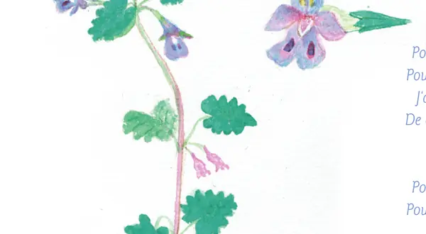 Illustration botanique du lierre terrestre (Glechoma hederacea)