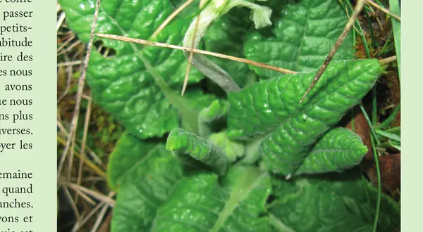 Photo : le lierre terrestre dans le jardin de Pétronille