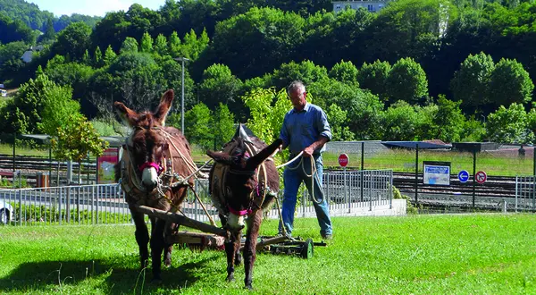 Les ânes dans les rues de Tulle, semaine du développement durable