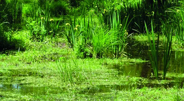Le marais du Brezou, entre Lagraulière et Chanteix