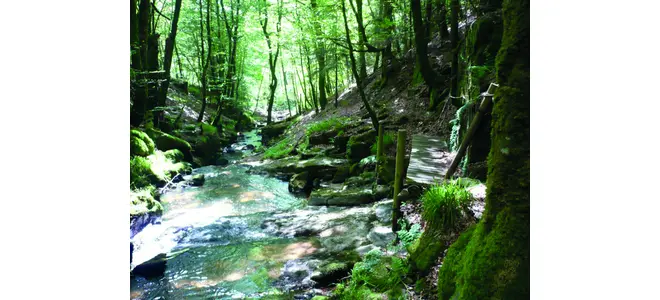Photographie des cascades de la Tine, au cœur des Monédières, avec un sentier et une passerelle en bois.