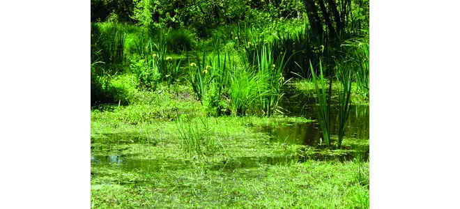 Photographie du marais du Brezou, entre Lagraulière et Chanteix.