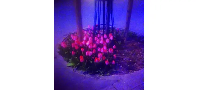 Photographie de tulipes rouges éclairées par une lumière bleue et violette, à la tombée de la nuit.