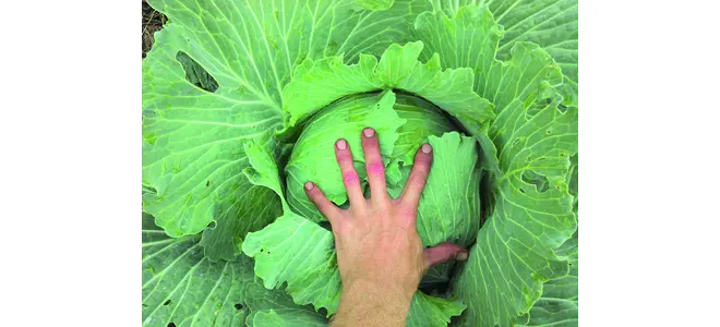 Photographie d’une main tenant un chou dans un jardin de permaculture.