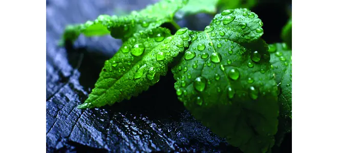 Photographie de feuilles de menthe couvertes de gouttes d’eau.
