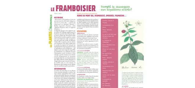 Le framboisier : la page de la chronique botanique