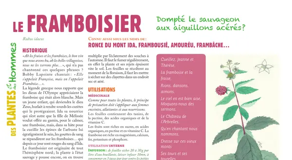 Le framboisier : la page de la chronique botanique