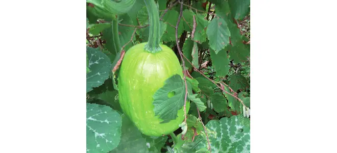 La chronique de Pétronille, et sa coloquinte