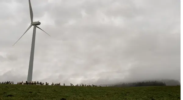 Des moutons pâturent au pied d’une éolienne du parc de Peyrelevade