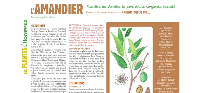 L’amandier : la chronique botanique