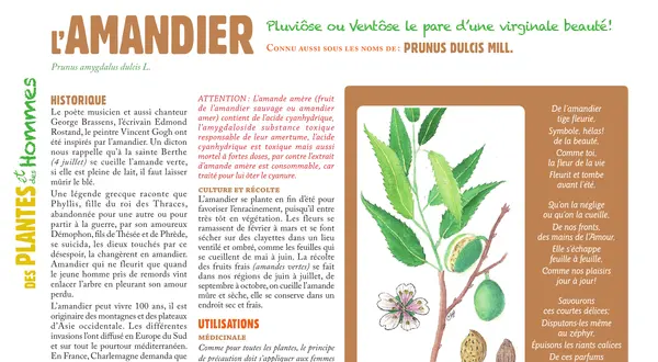 L’amandier : la chronique botanique