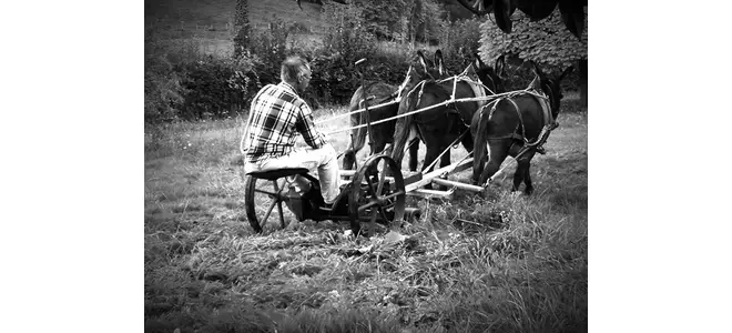 Les ânes du gîte, à Vernéjoux