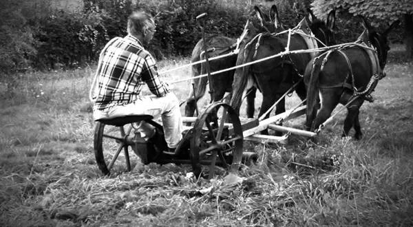 Les ânes du gîte, à Vernéjoux