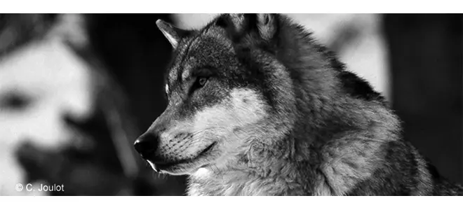 Le loup est de retour