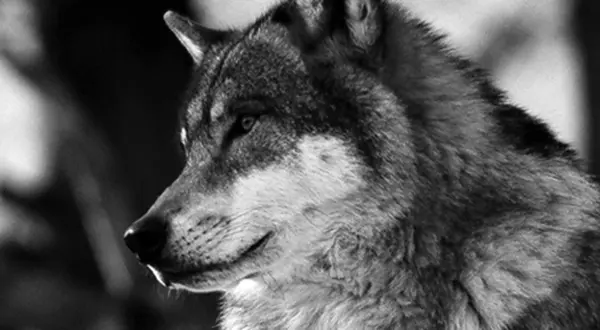 Le loup est de retour