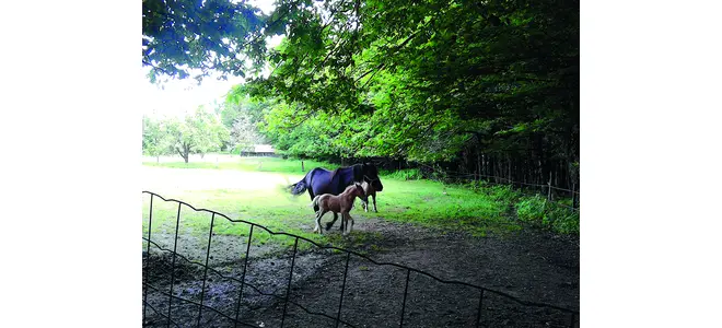 La Ronde des poneys, à Saint-Mexant
