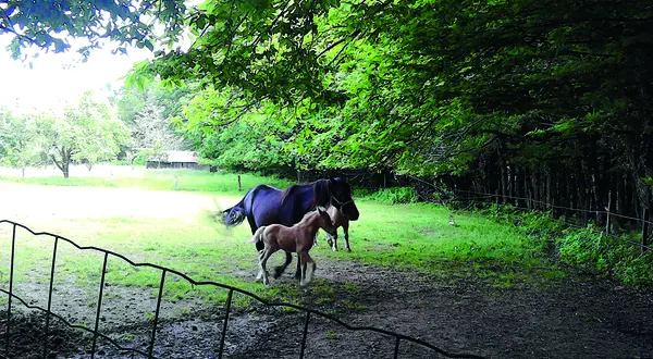 La Ronde des poneys, à Saint-Mexant