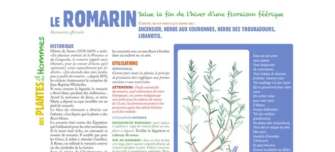 Le romarin, la chronique botanique