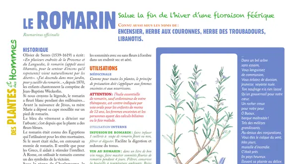 Le romarin, la chronique botanique