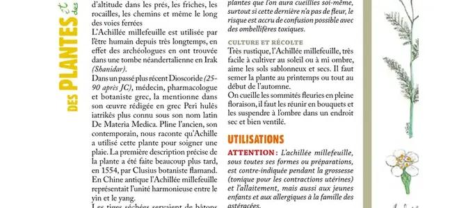 L’achillée millefeuille, la chronique botanique